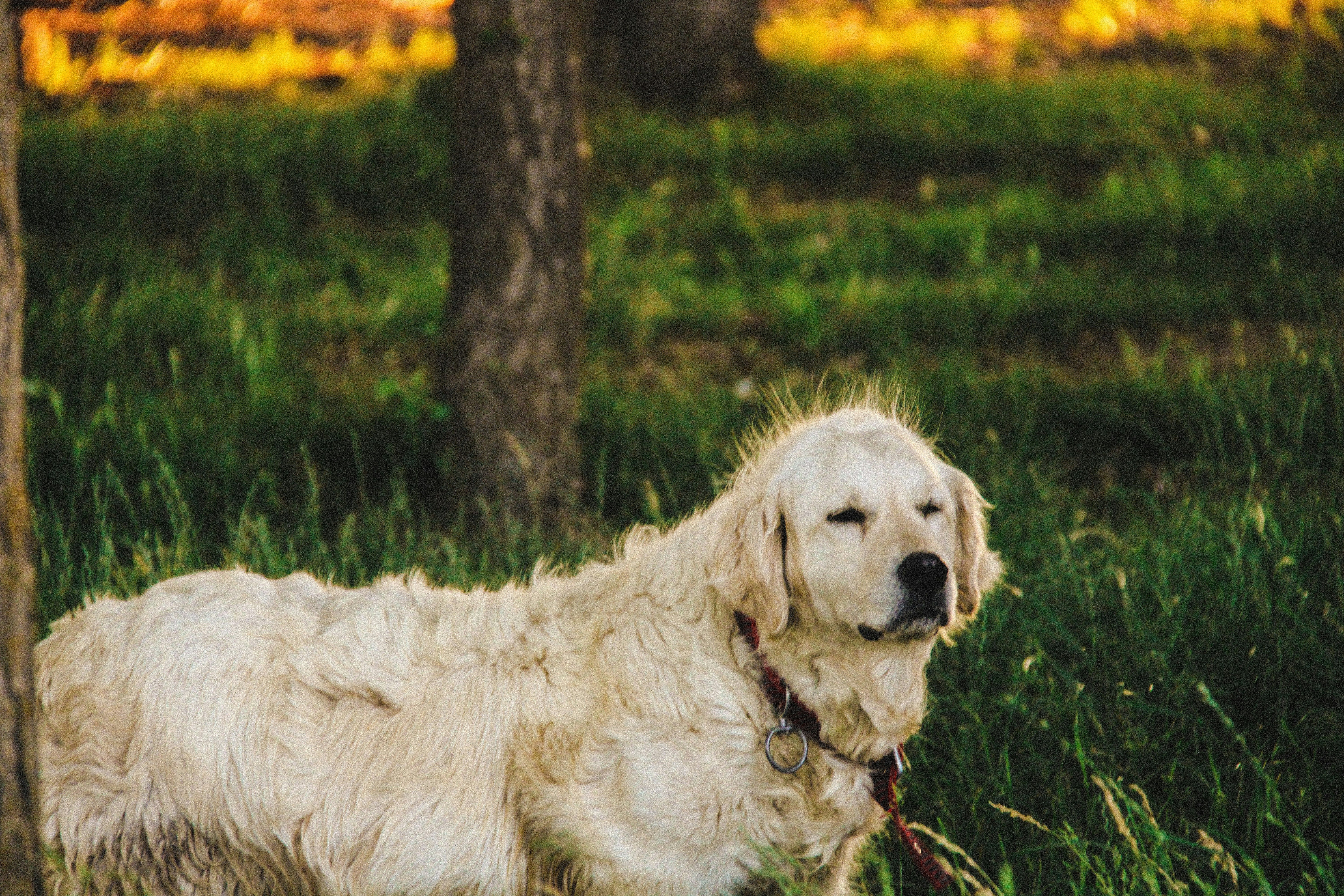 A white dog is standing in the grass · Free Stock Photo