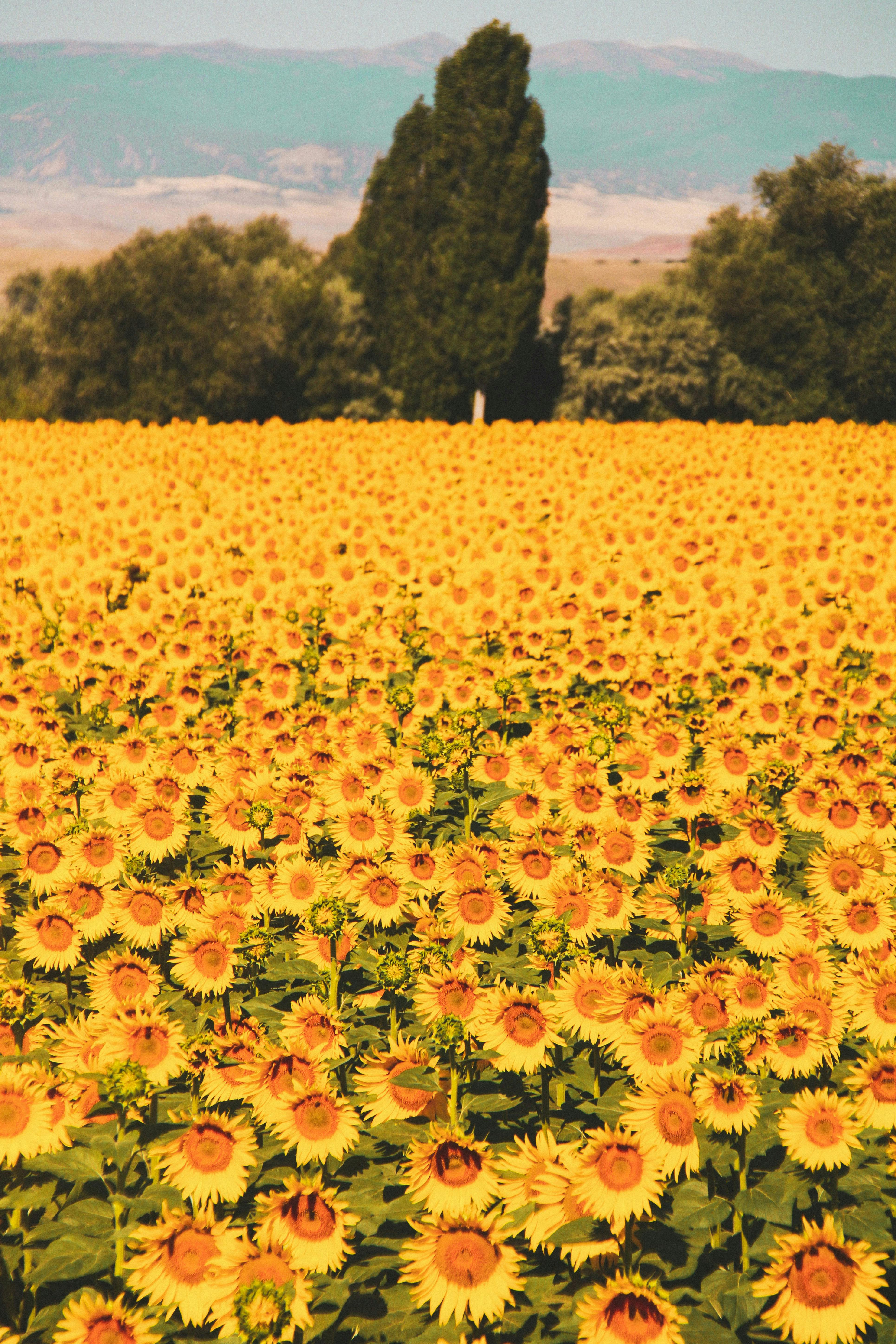 Stunning sunflower field under a bright sky in Yozgat, Türkiye, showcasing summer beauty.