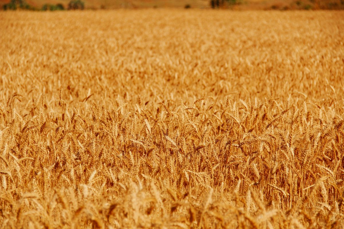 Fields & yield