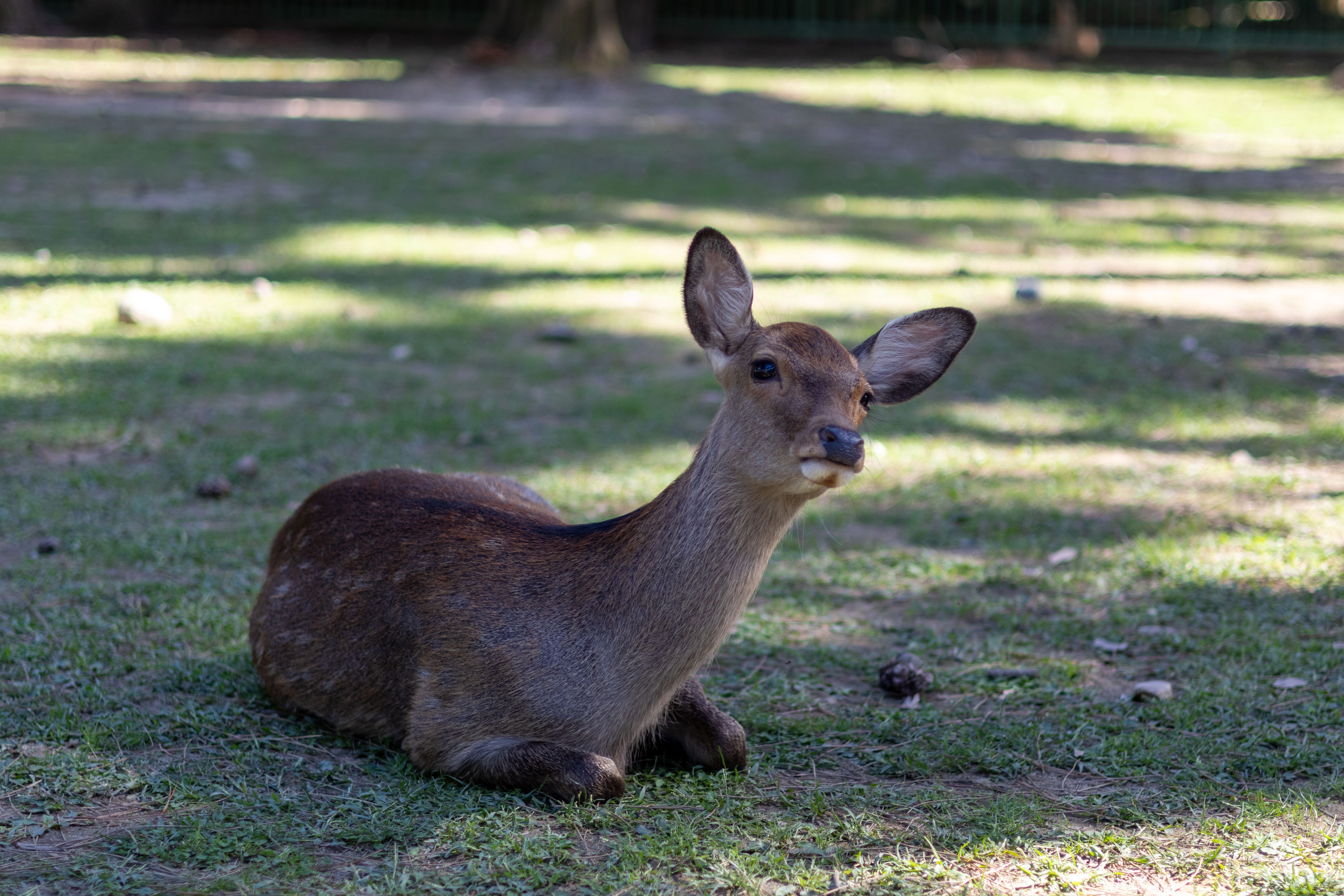 A cute Sika deer comfortably resting in the lush greenery of Nara Park, Japan.