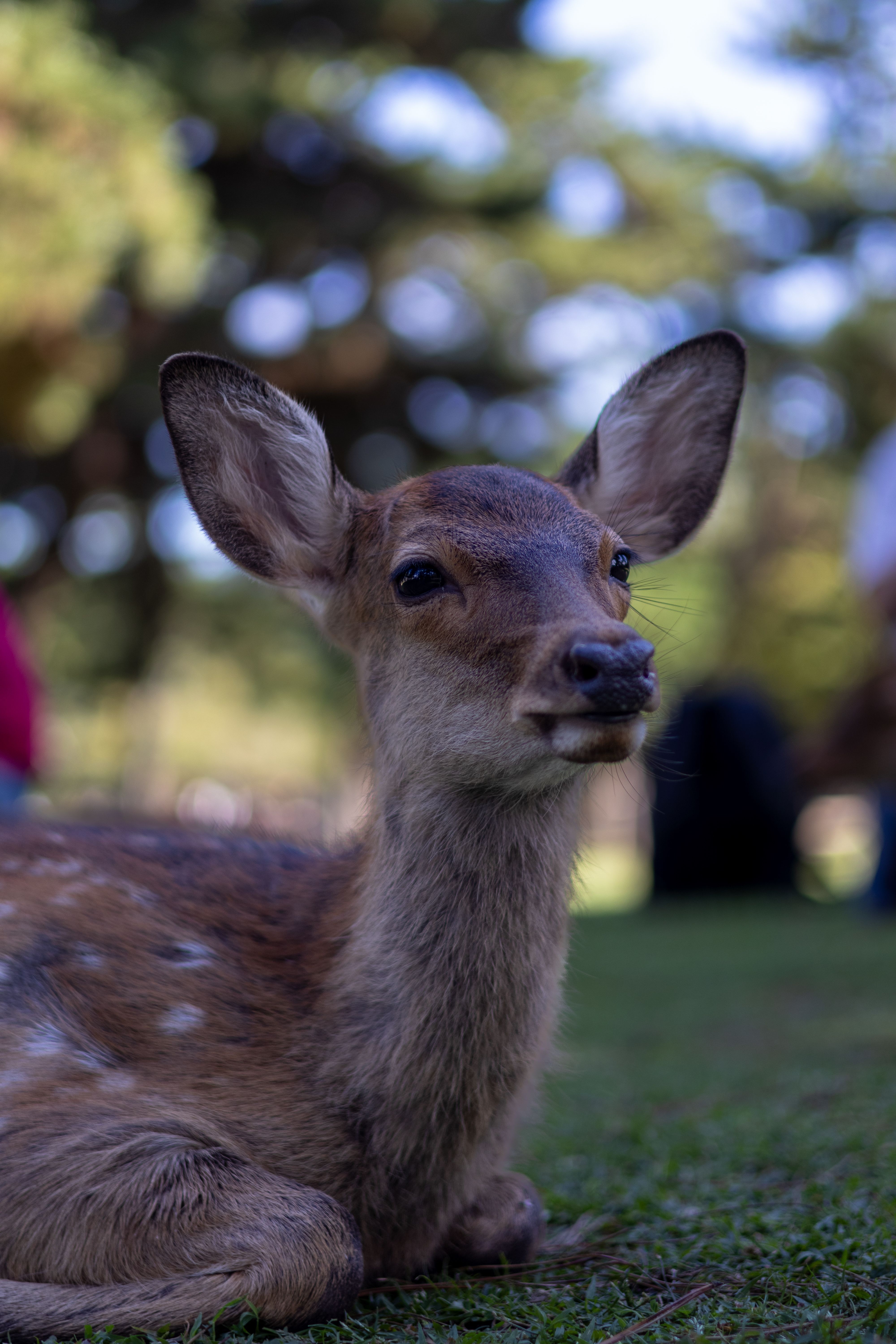 Adorable fawn resting on grass in a serene Japanese park setting.