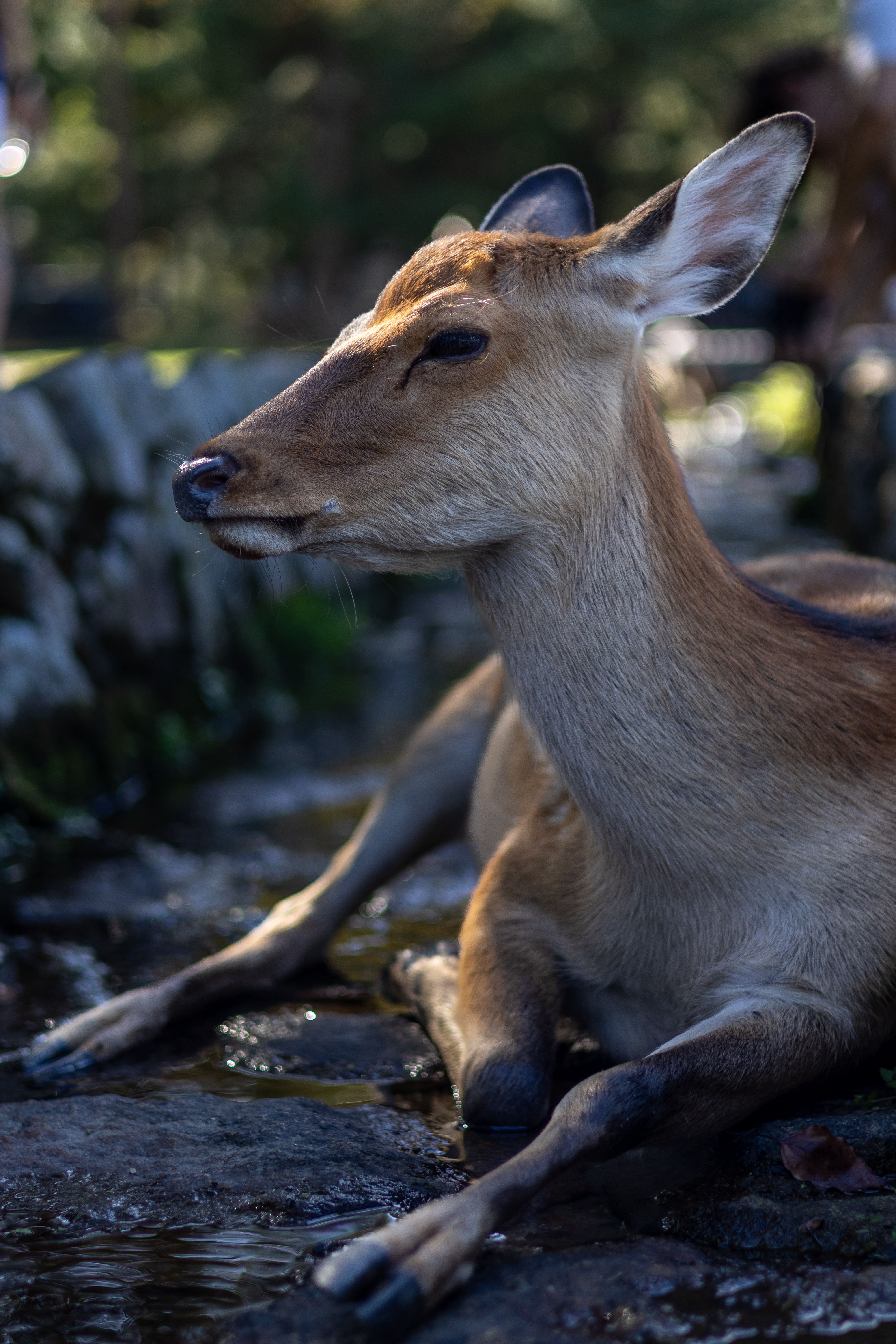 A deer laying down on the ground next to a stream · Free Stock Photo