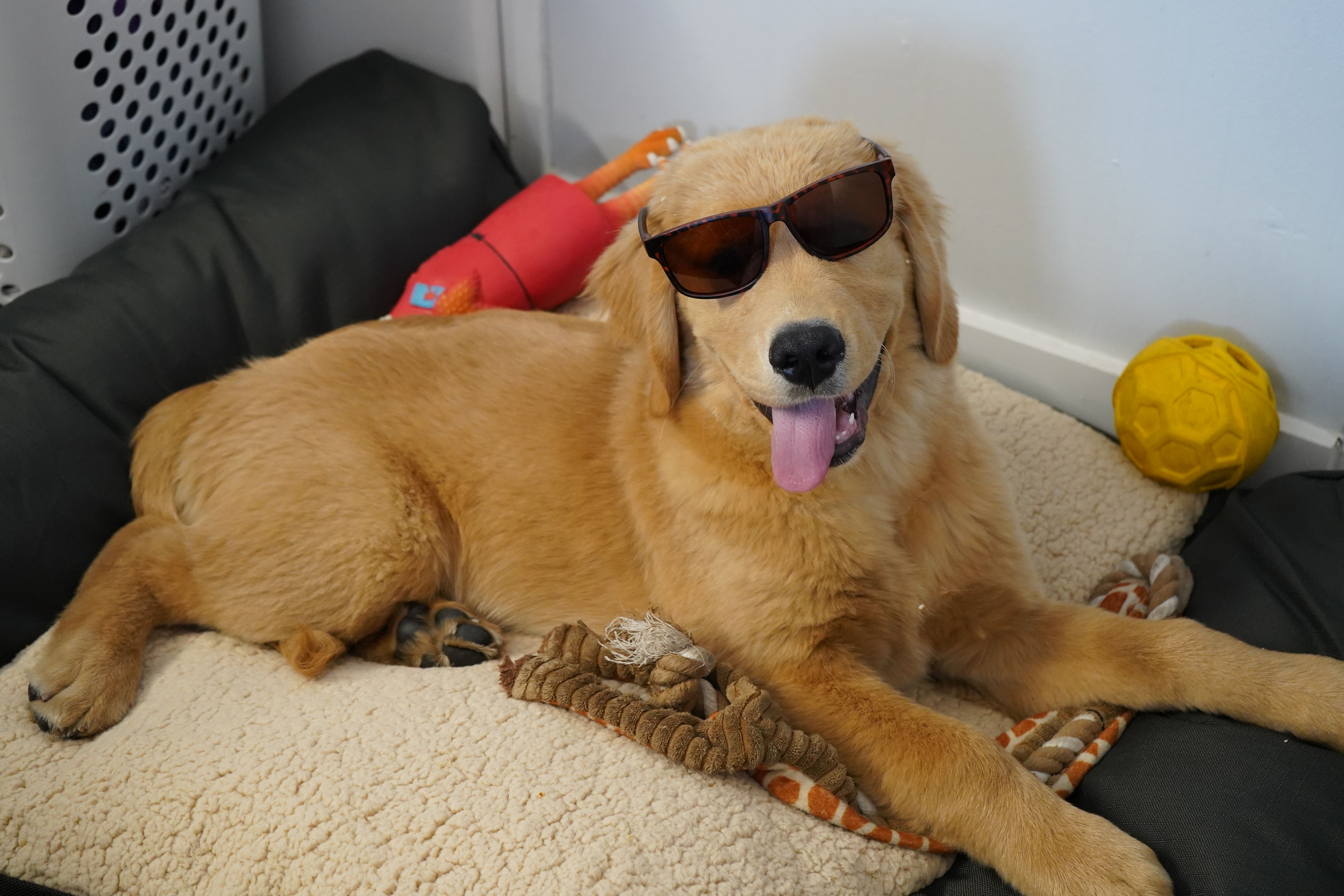 A golden retriever wearing sunglasses on a bed · Free Stock Photo