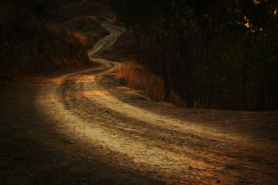 winding forest path fog