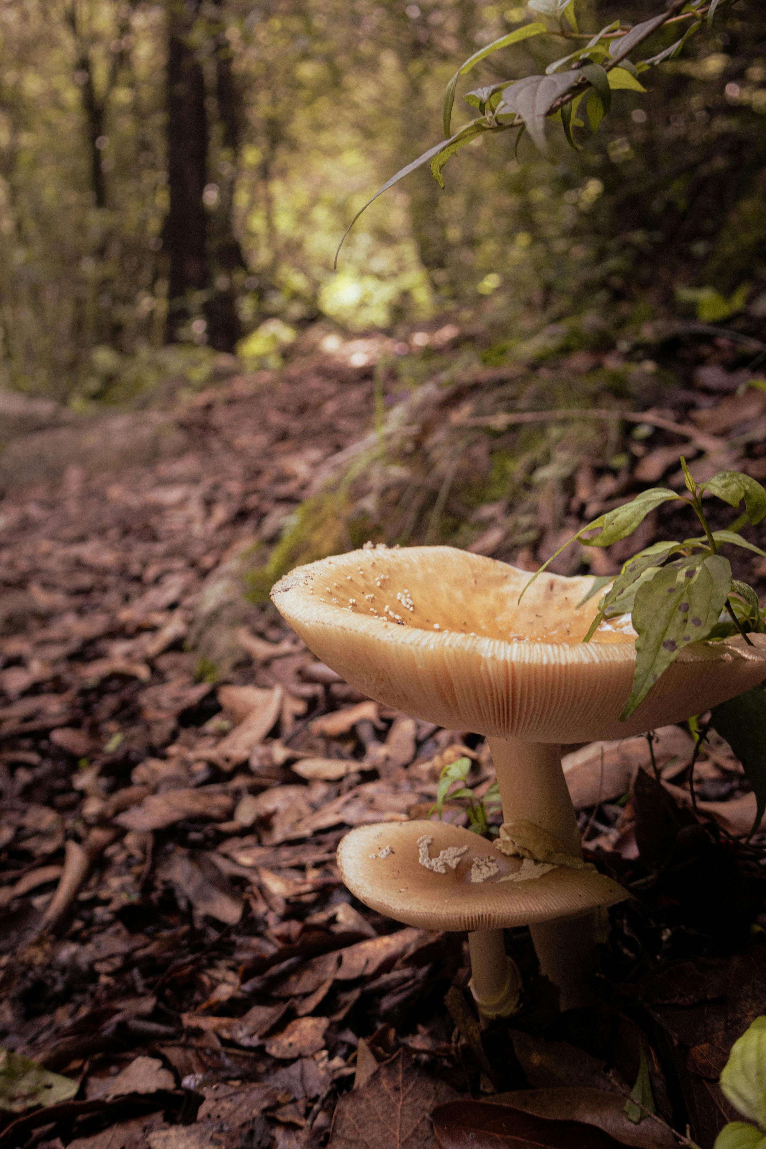 amanita aprica