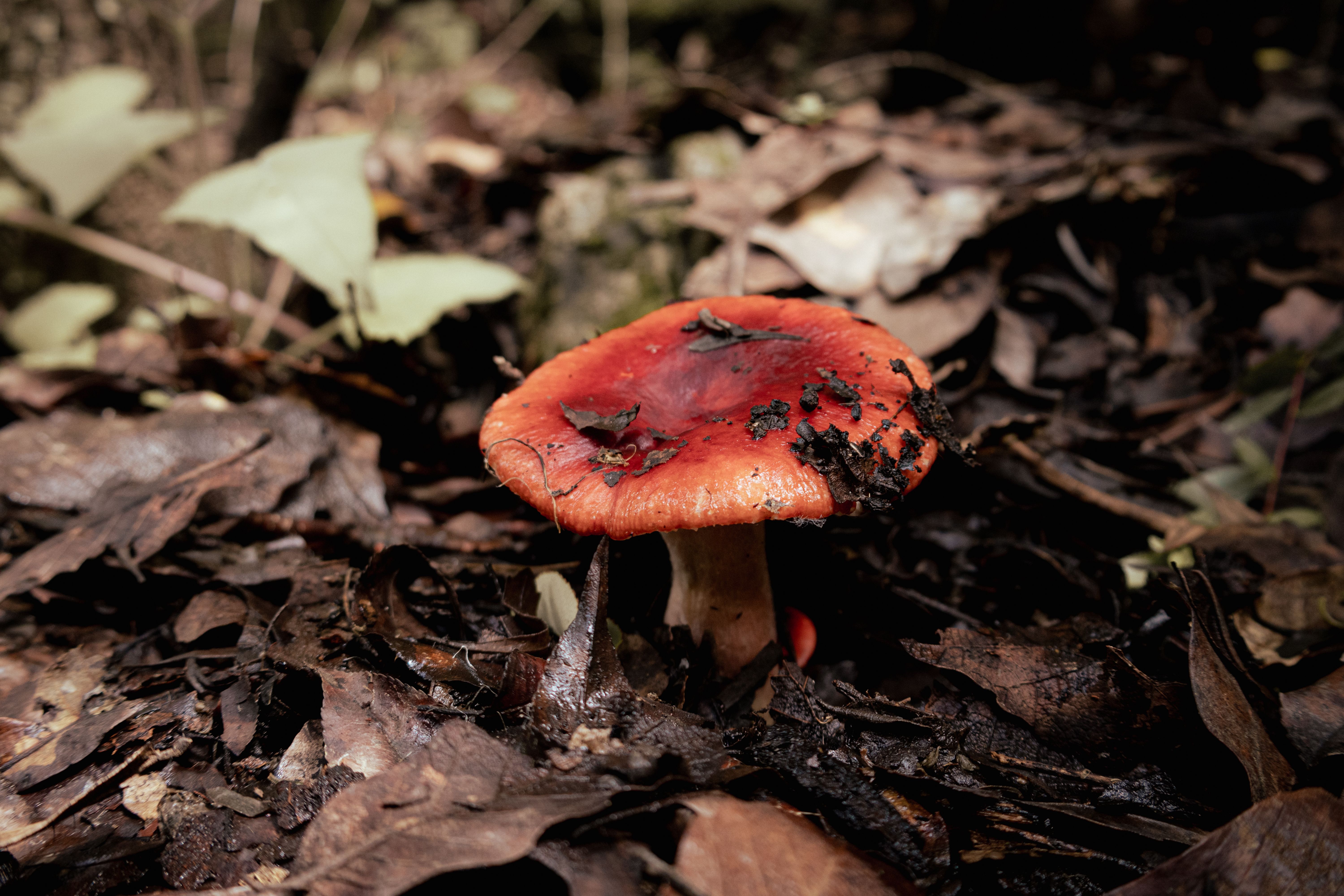 Close-up of a bright red mushroom on a forest floor in El Aserrín, Mexico.