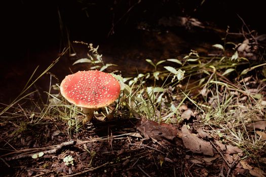 A red-capped fly agaric mushroom amidst forest floor foliage in El Aserrín, Mexico.