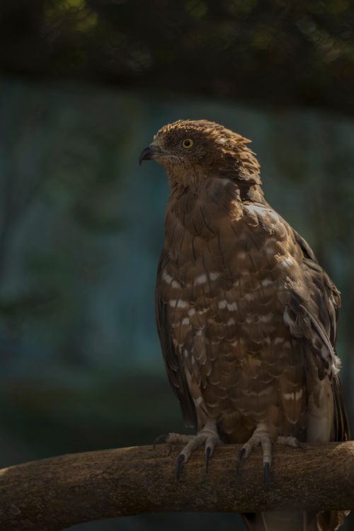 Free A majestic crested serpent eagle sits on a branch, showcasing its plumage. Stock Photo