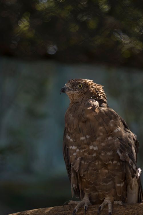 Free Focused shot of a Crested Serpent Eagle perched on a branch outdoors in natural light. Stock Photo