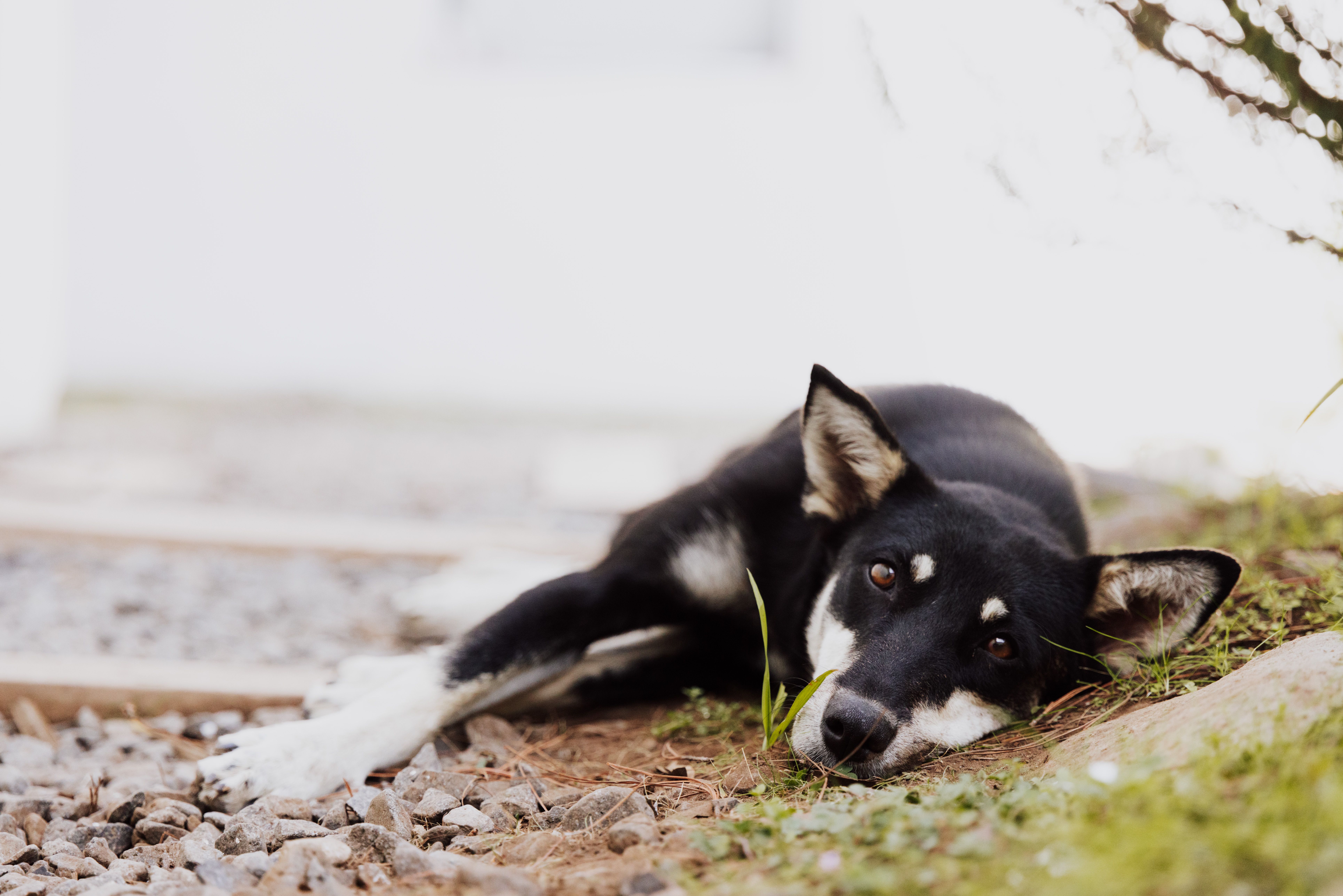 A black and white dog laying on the ground · Free Stock Photo