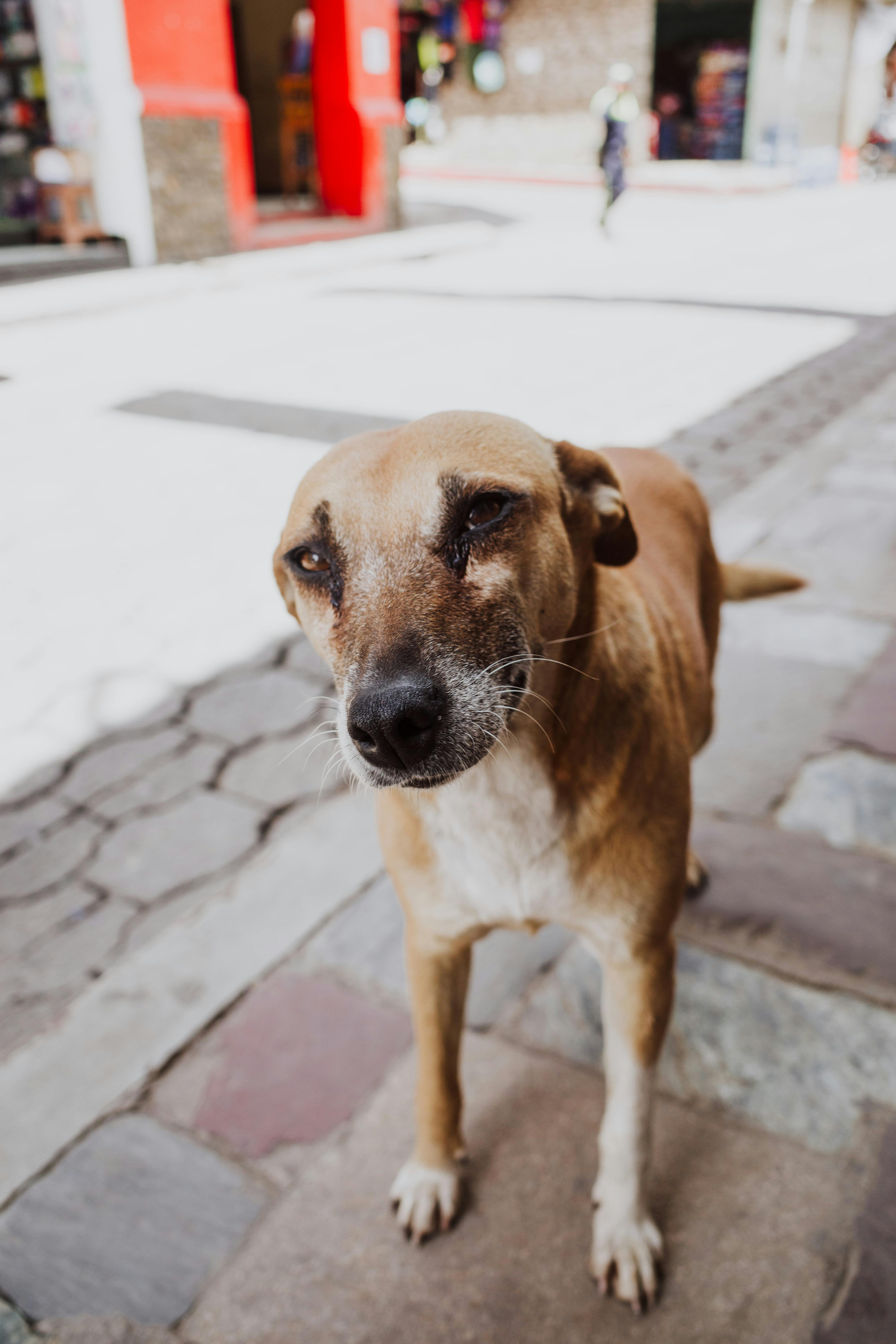 A curious street dog on a cobblestone path in Chichicastenango, Guatemala.