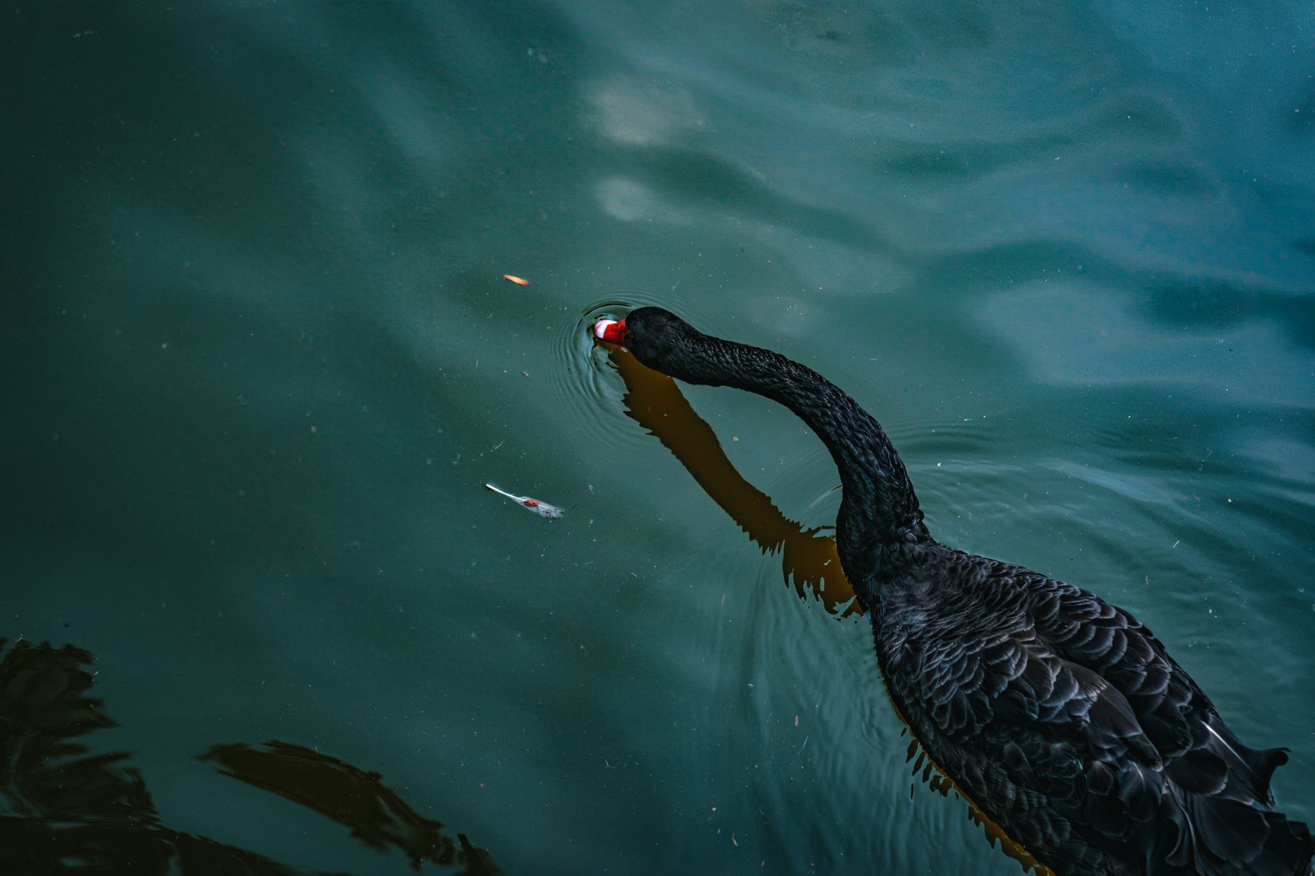 Close-up of a black swan gliding on a calm lake, reflecting elegance and wildlife beauty.