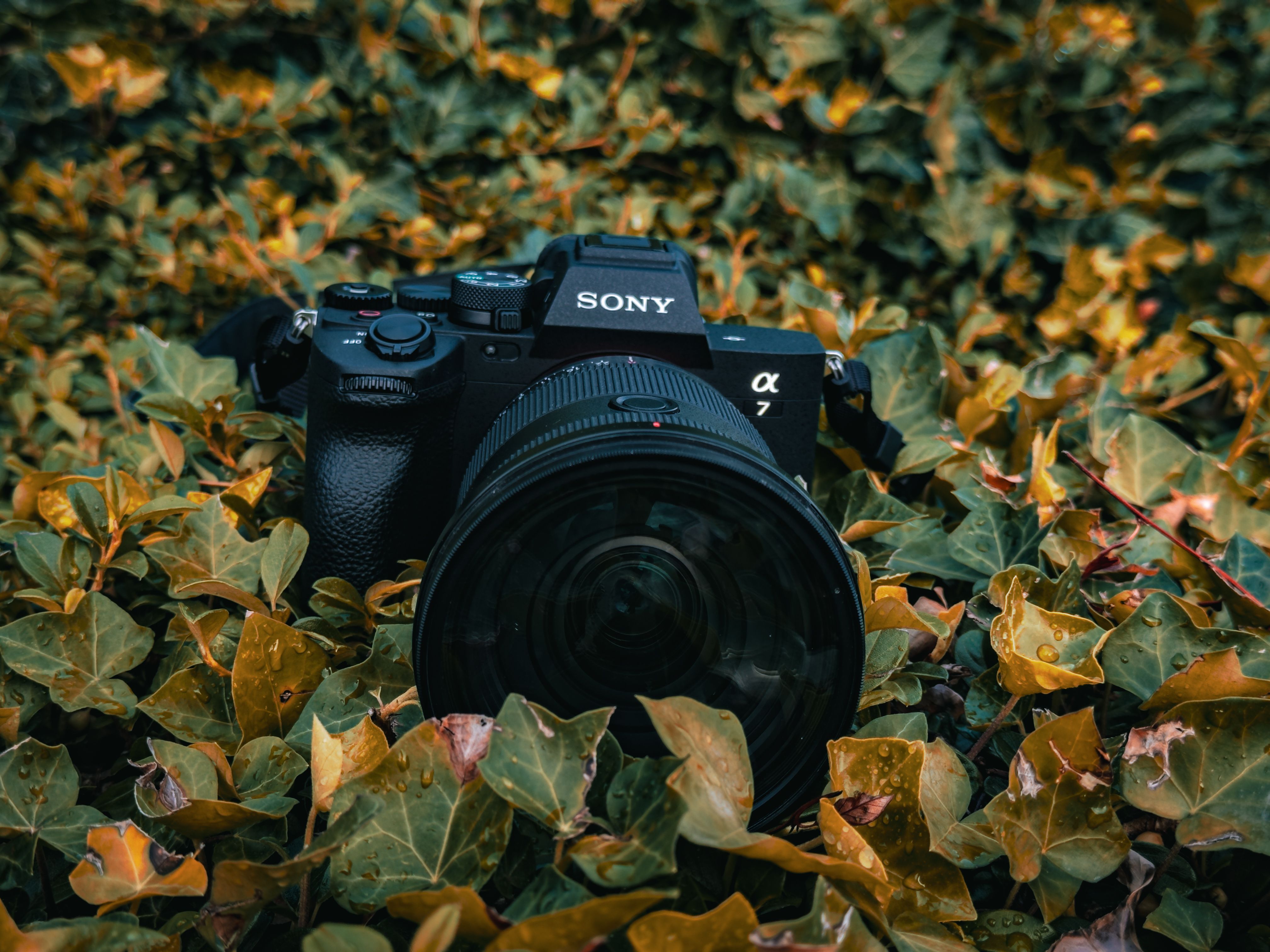 A camera sitting in the leaves with leaves on it · Free Stock Photo