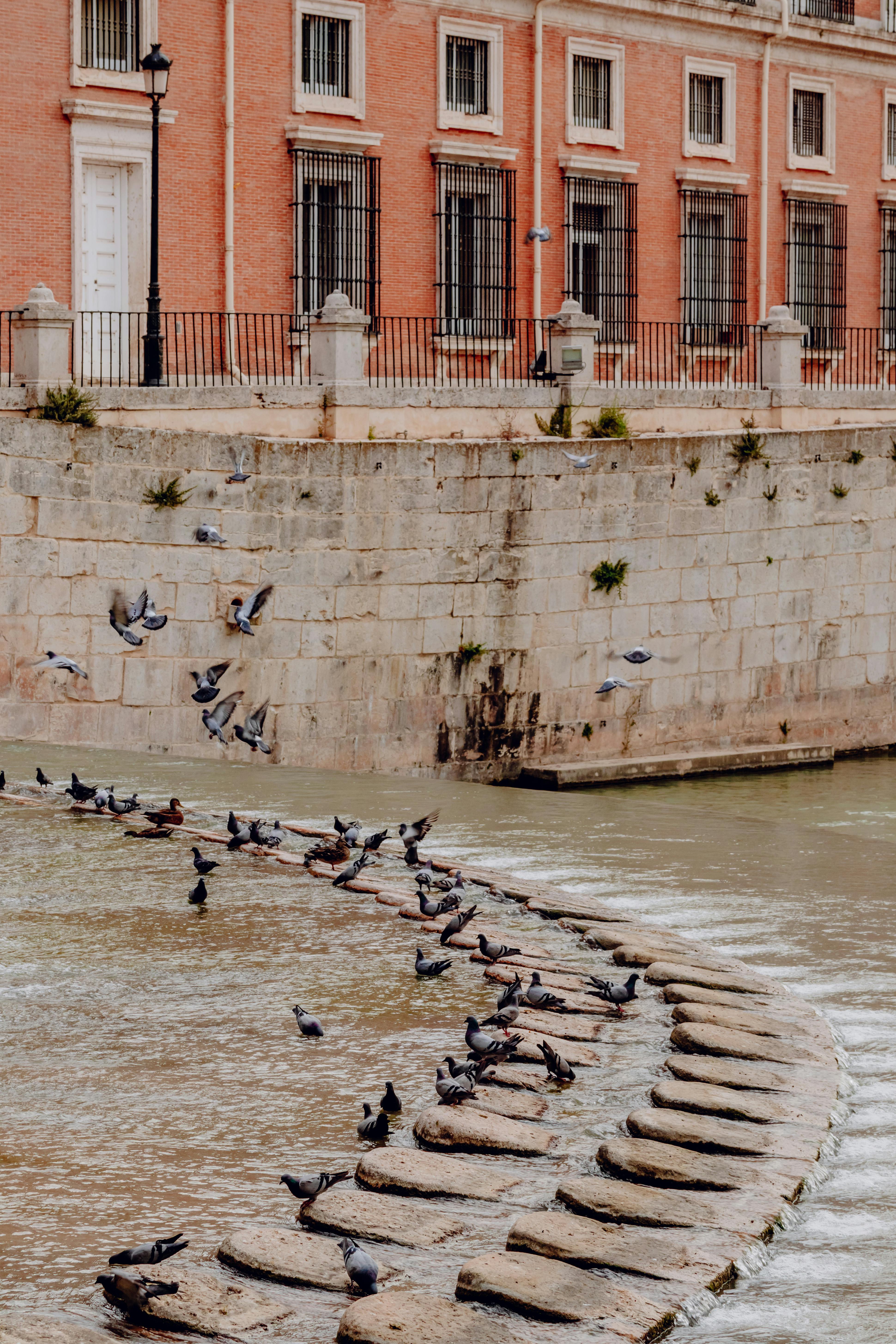 a group of birds sitting on a stone ledge