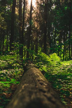 在高耸的森林树冠下，充满活力的绿色蕨类植物沐浴着阳光，茁壮成长