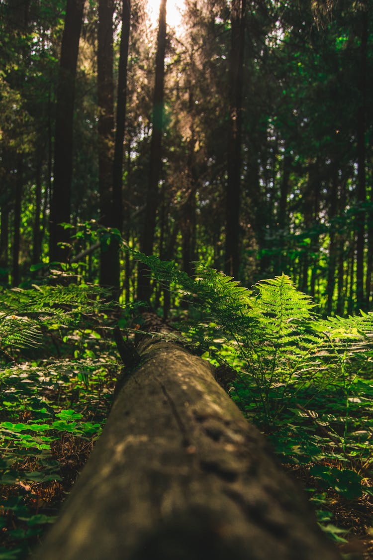 Photo Of Forest During Daytime