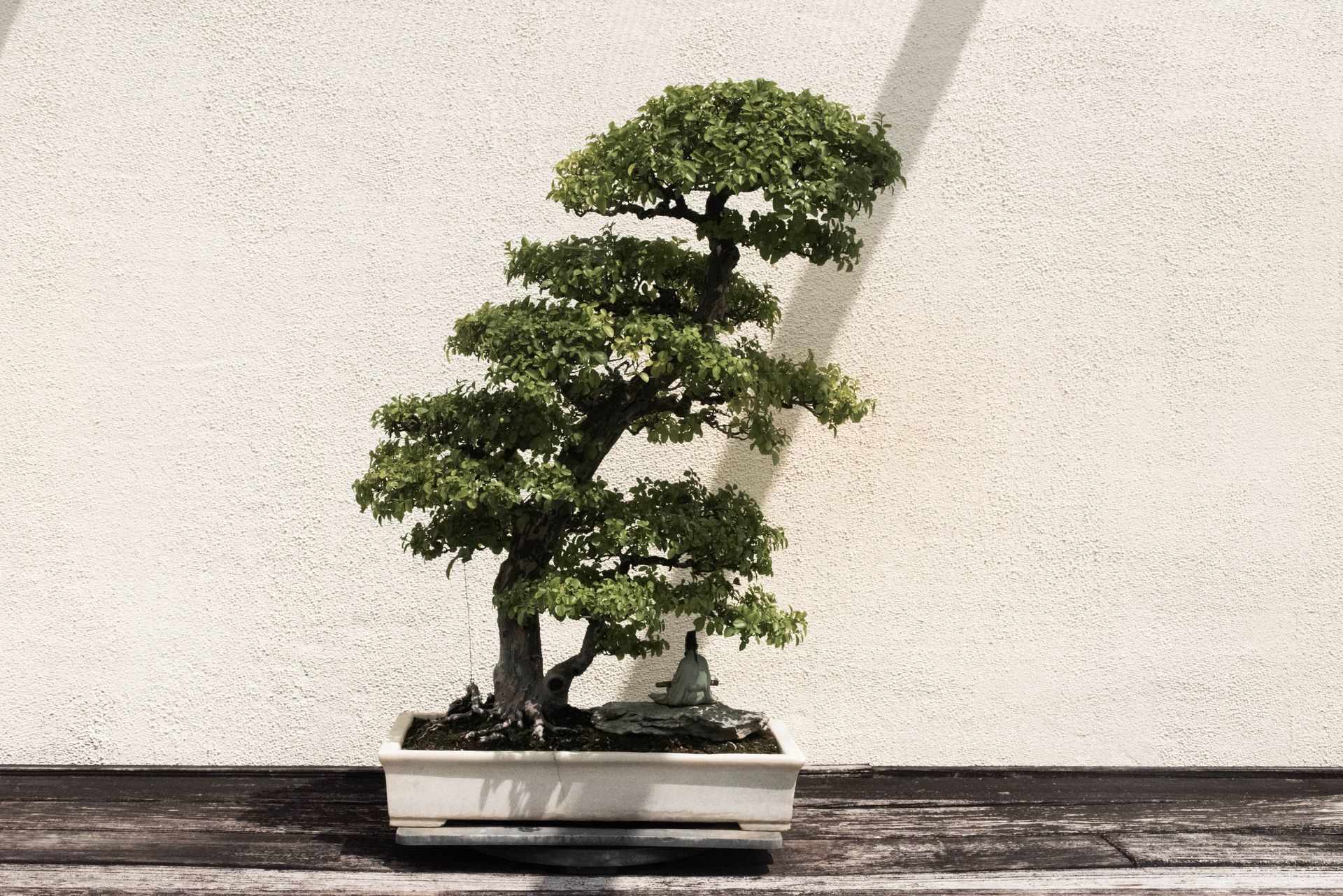 Green Bonsai Tree in White Pot