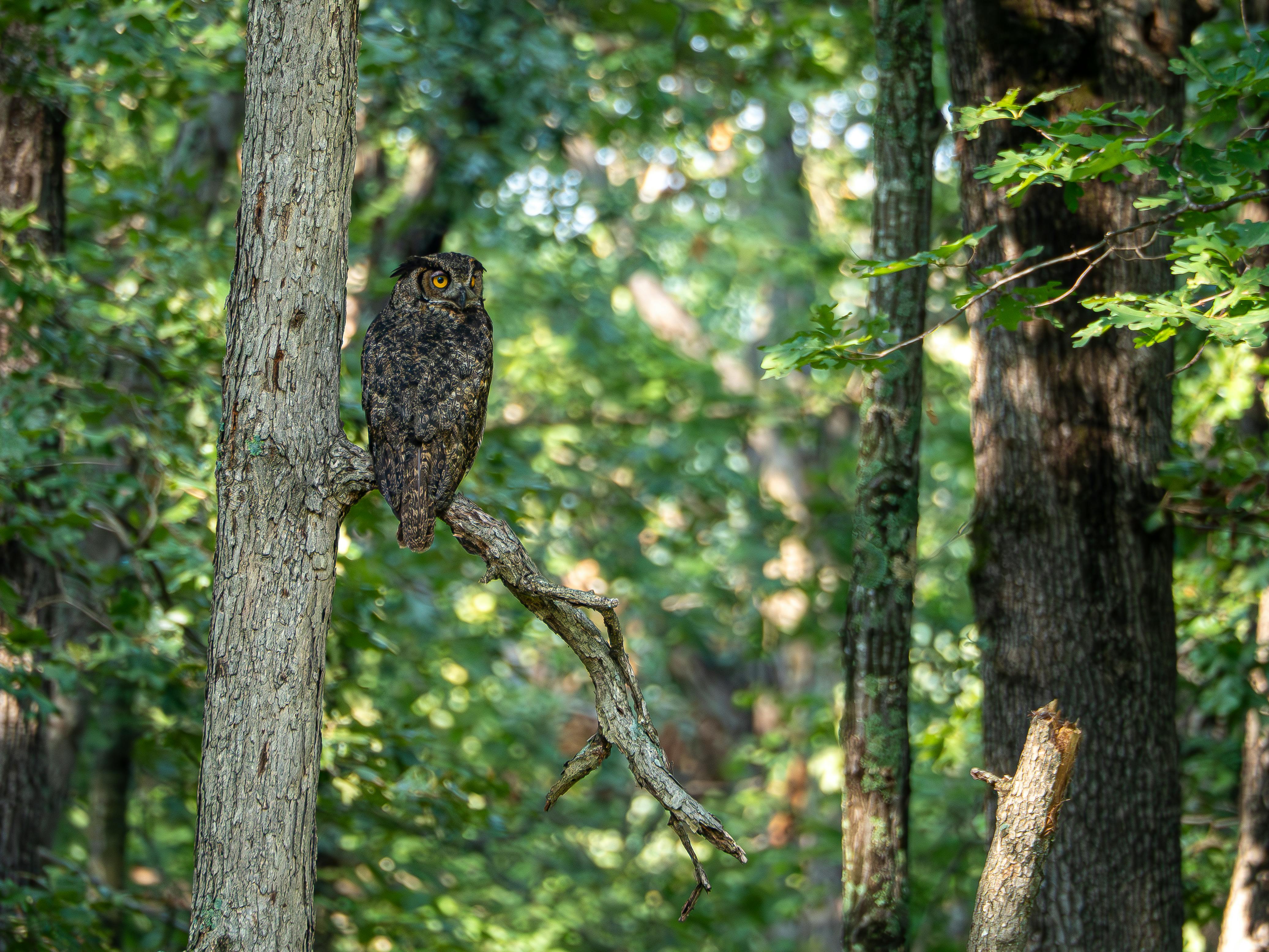 camouflaged owl perched in the forest