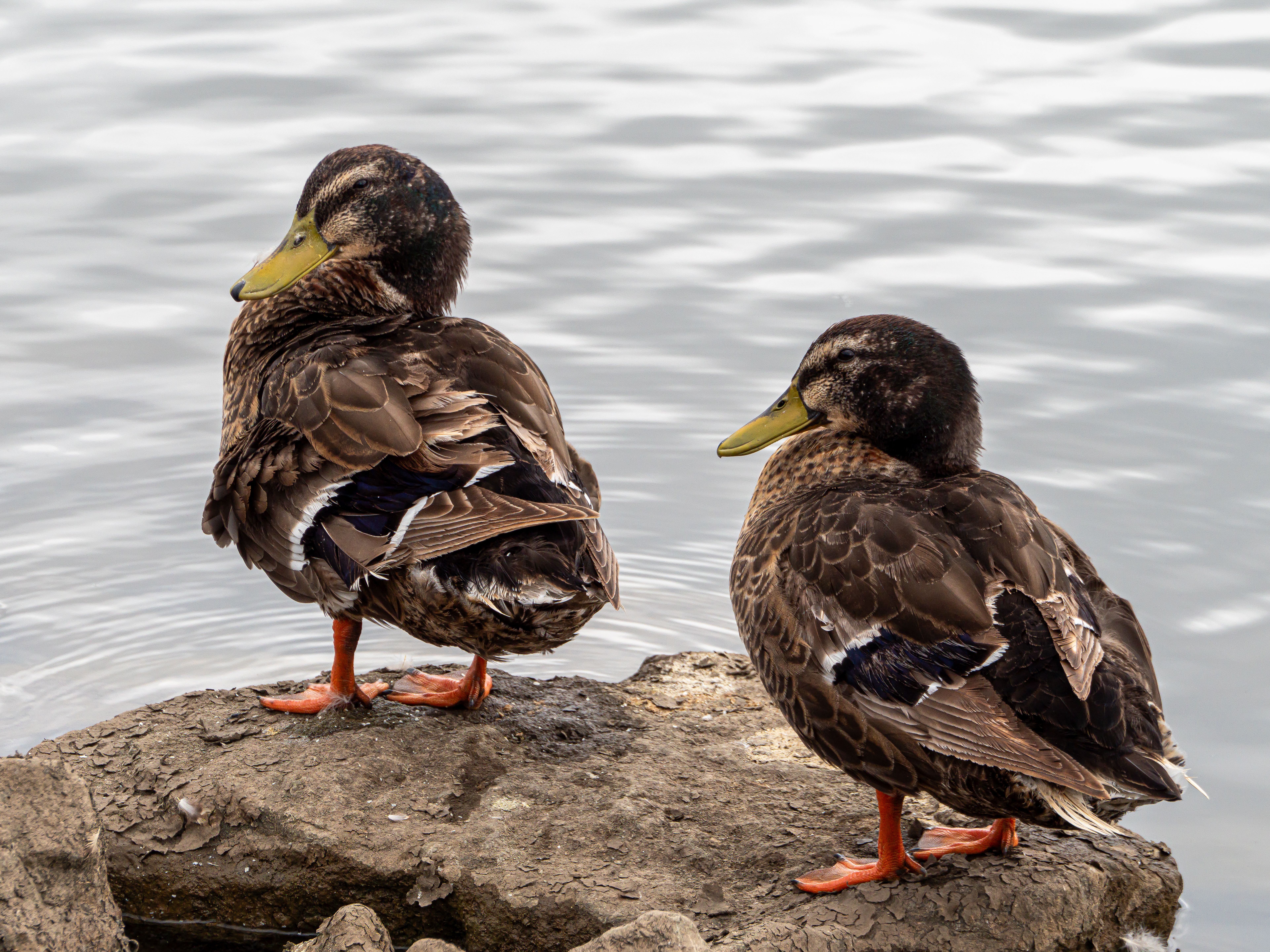 What do ducks think about? - The Institute for Environmental Research ...