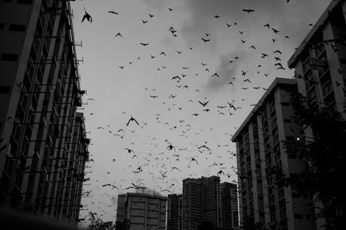 Безкоштовне стокове фото на тему «будівлі, птахи, силует»