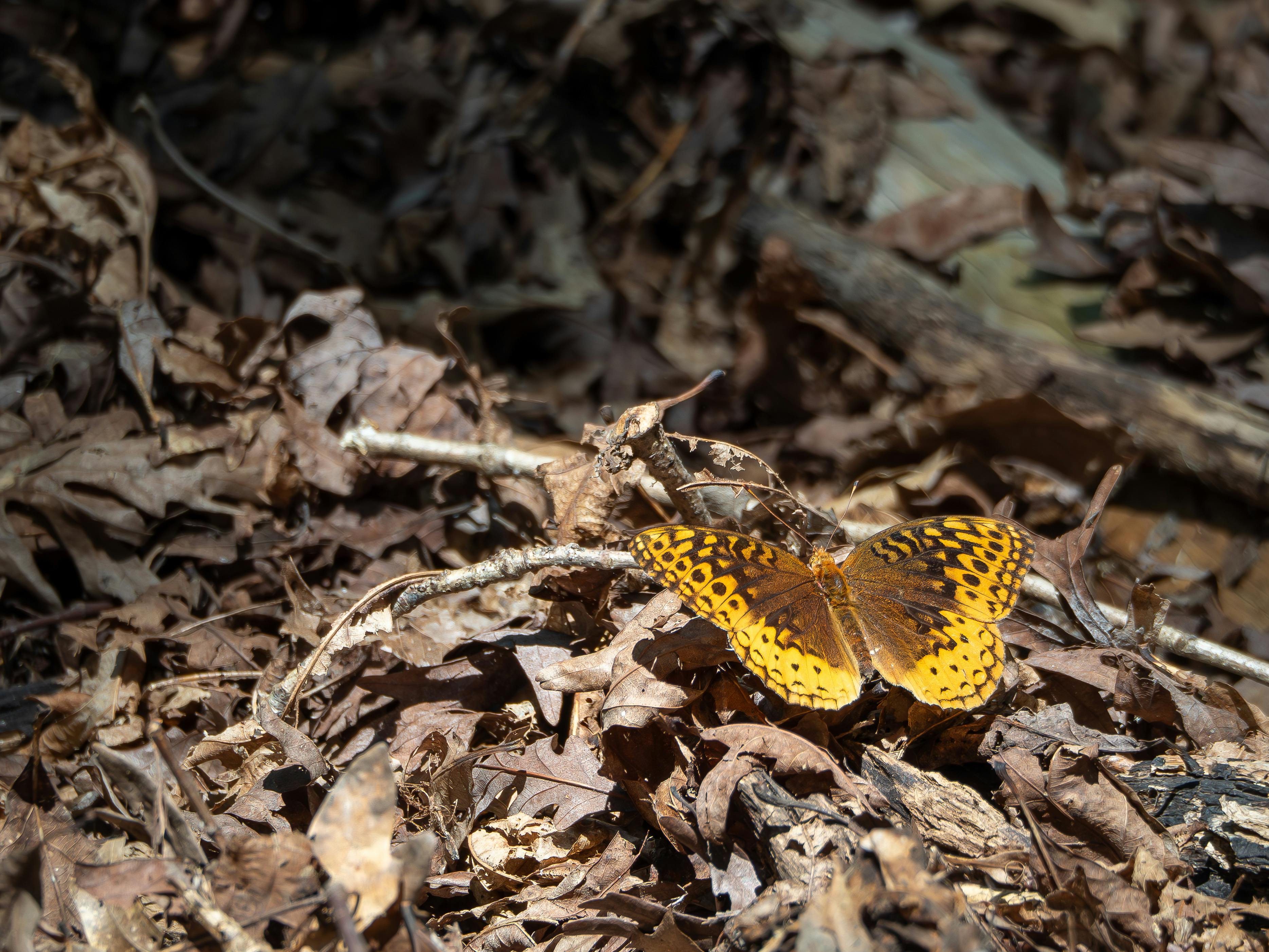 camouflaged butterfly resting on forest floor