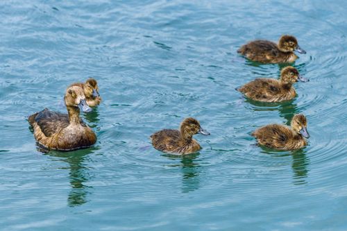 Free A mother duck leads her ducklings as they swim in a pond, showcasing family in the wild. Stock Photo
