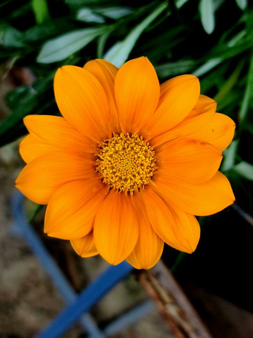 Free Close-up of a vibrant orange flower in a garden setting, showcasing nature's beauty in full bloom. Stock Photo
