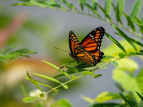 Free Vibrant monarch butterfly with orange and black wings on green foliage, showcasing natural beauty. Stock Photo