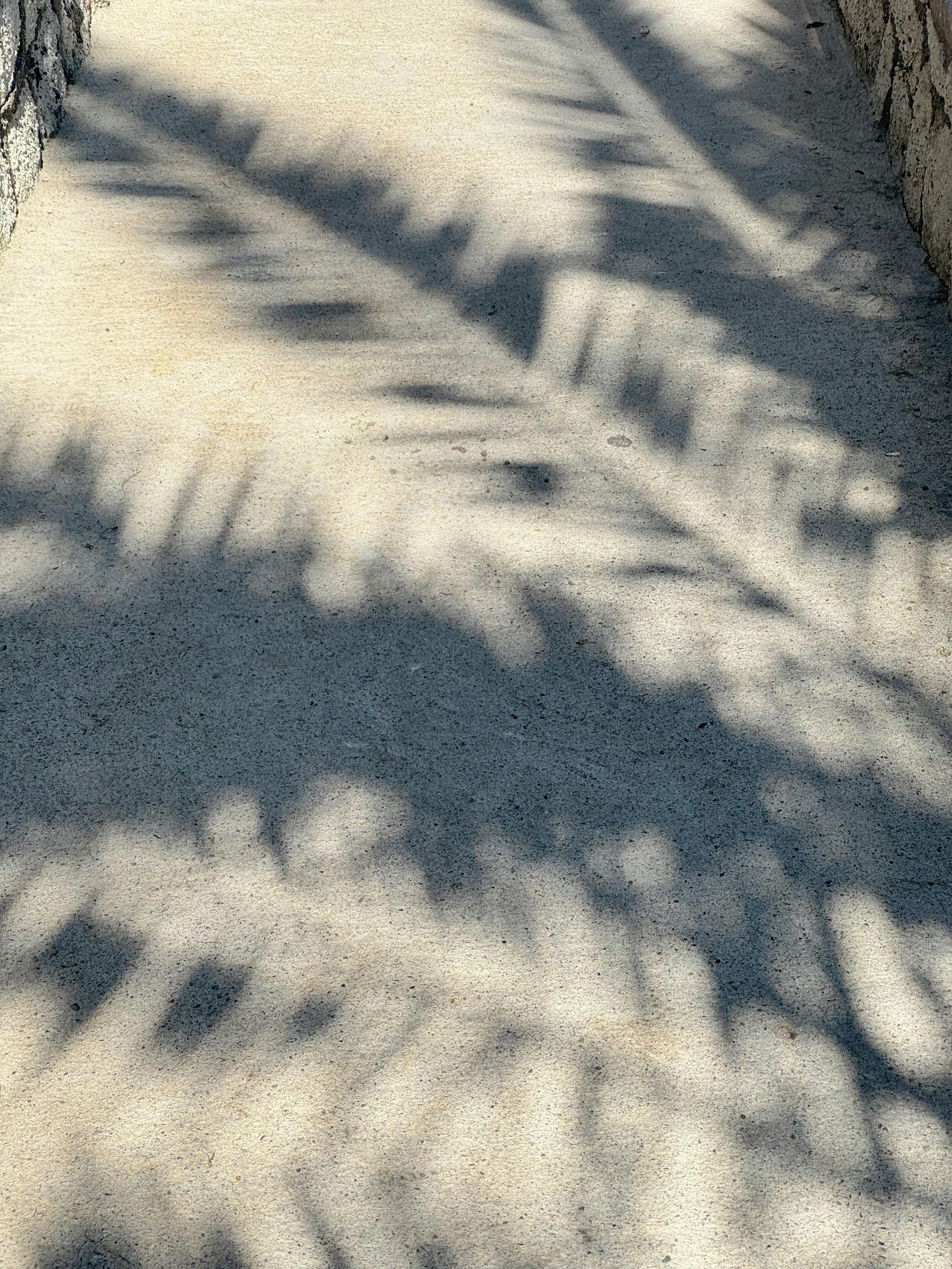 A tranquil scene of palm tree shadows on a sunlit path in Alaçatı, Türkiye.