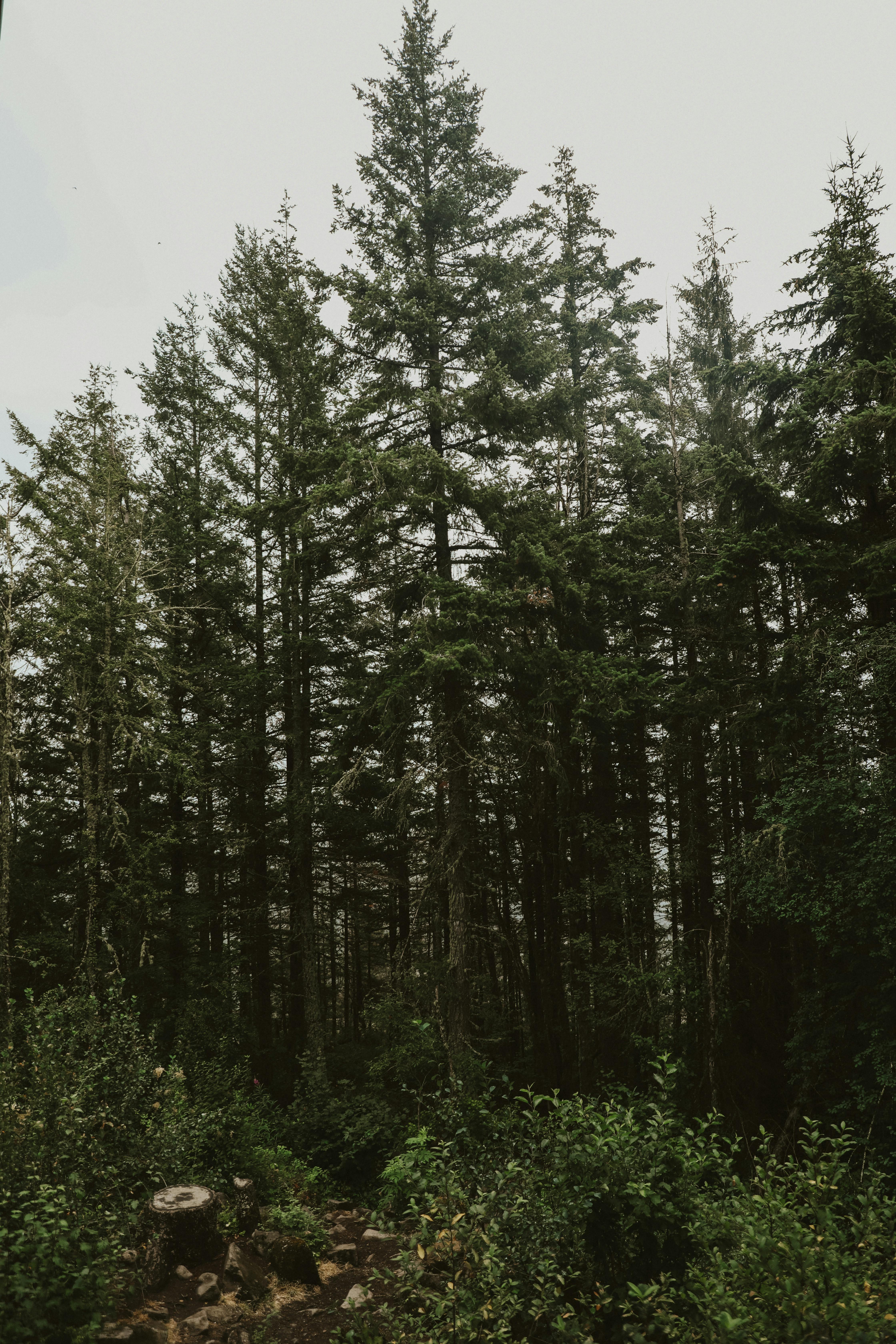 a photo of a forest with trees and grass