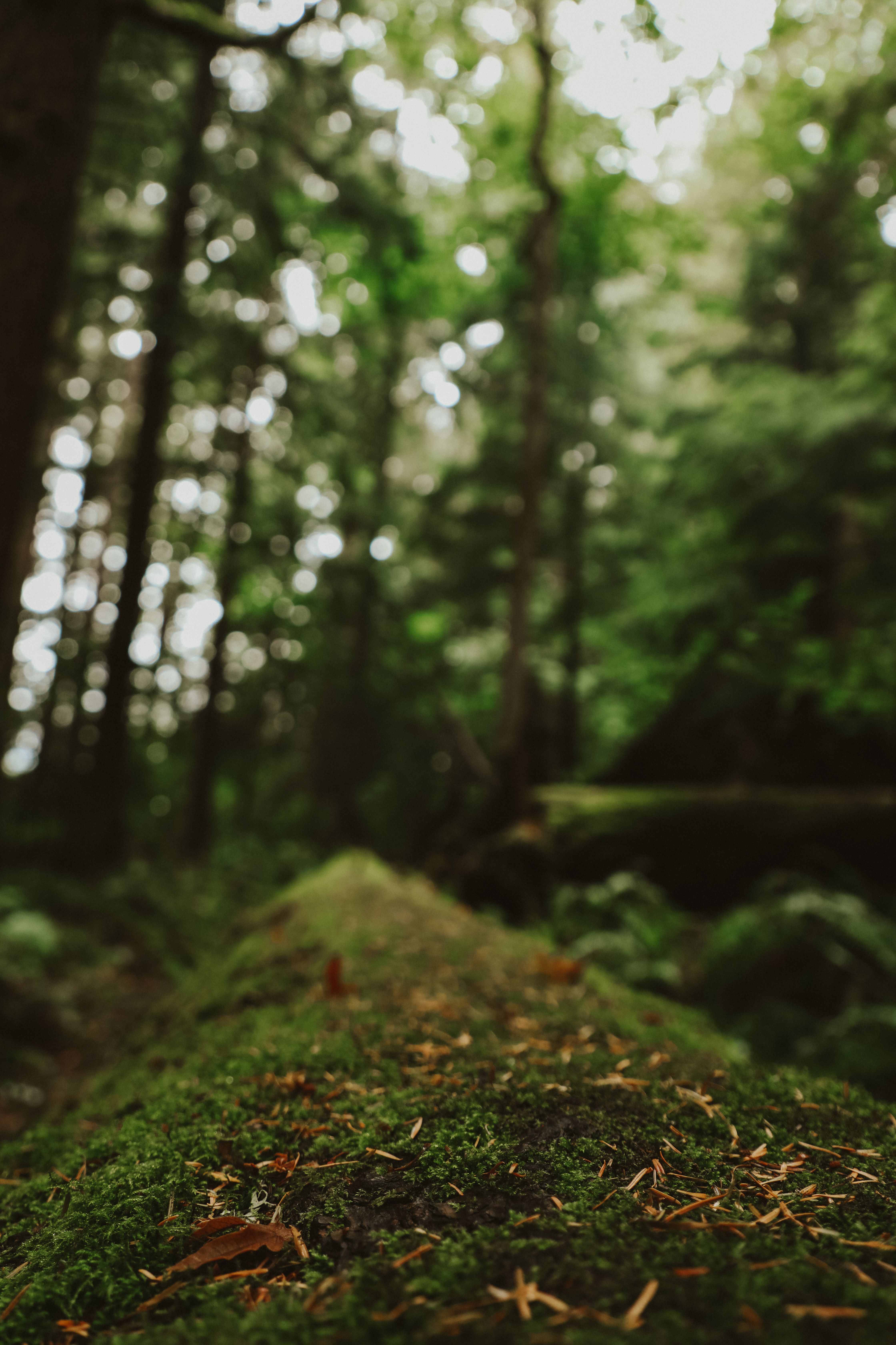 Enchanting forest scene with a moss-covered log creating a serene and earthy atmosphere.. enchanting, forest, scene