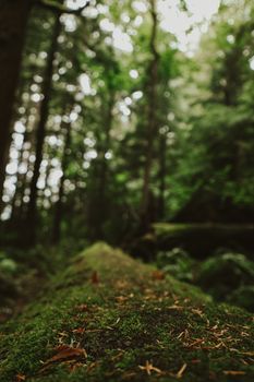 Enchanting forest scene with a moss-covered log creating a serene and earthy atmosphere.
