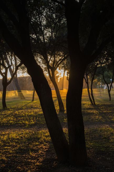 Peaceful park landscape with sun setting behind trees casting long shadows and warm light.