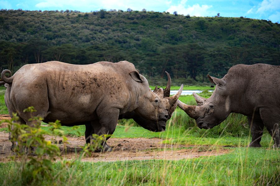 White rhino grazing near the shore of Lake Nakuru