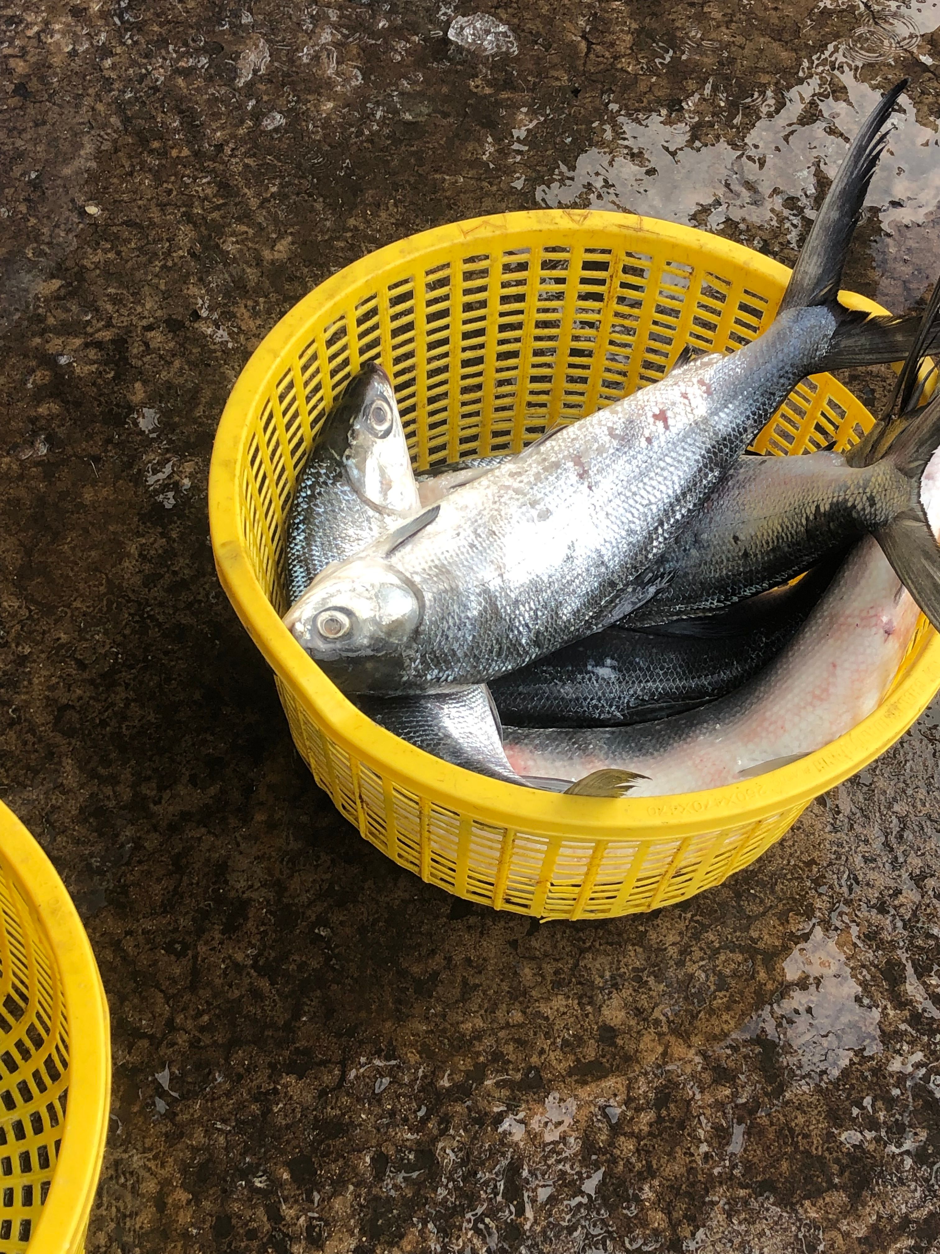 Fresh catch of silver fish in a yellow basket on wet ground, emphasizing freshness and seafood industry.