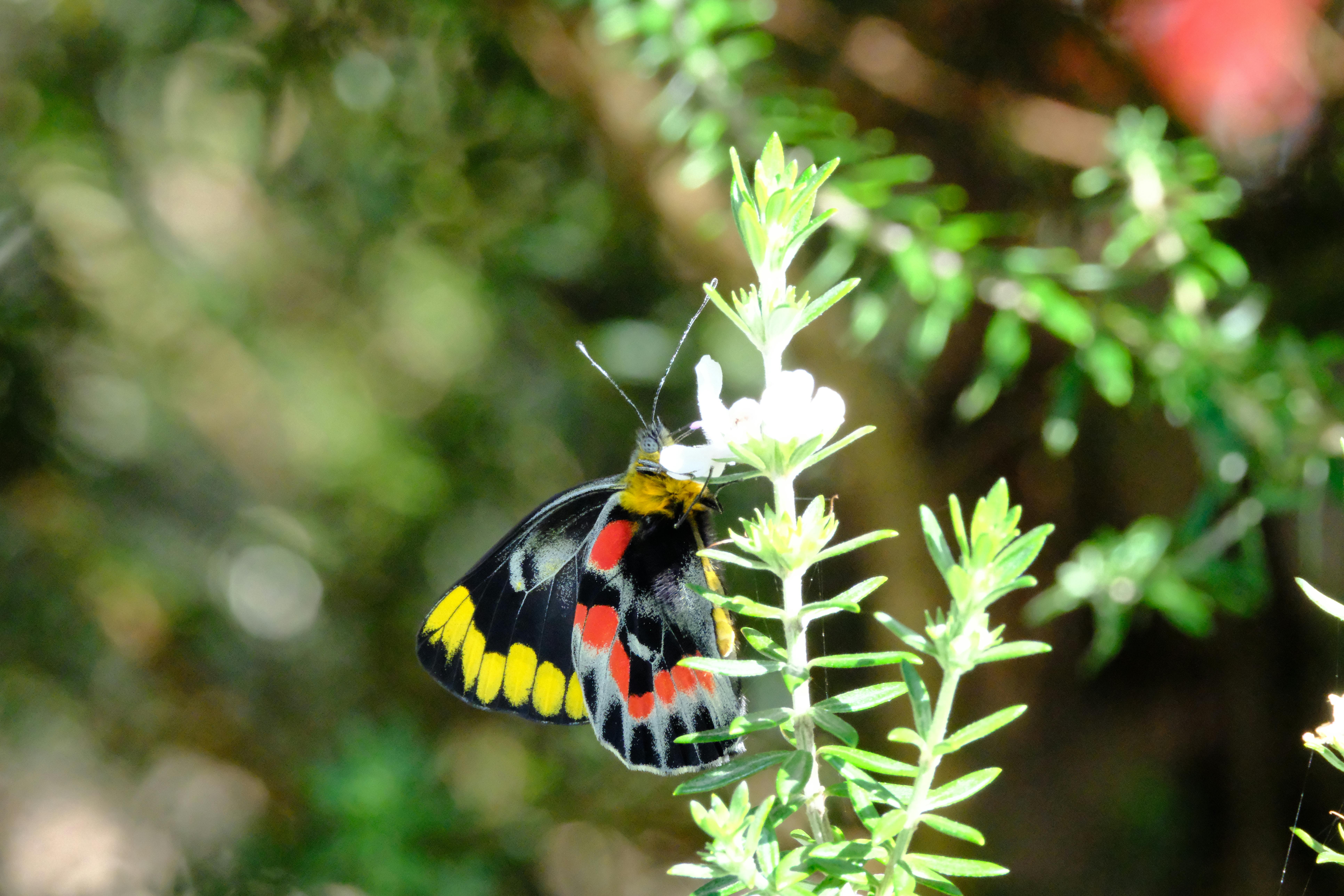 a butterfly with red yellow and black spots on its wings