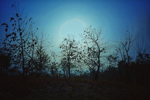 到野外, 叢林, 日出 的 免費圖庫相片