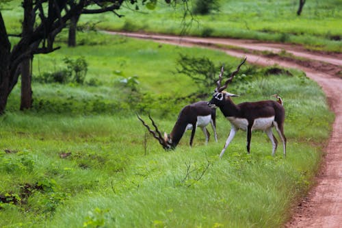 Бесплатное стоковое фото с джунгли, животное, индийский