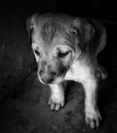 bebek köpek, duygular, hayvan içeren Ücretsiz stok fotoğraf