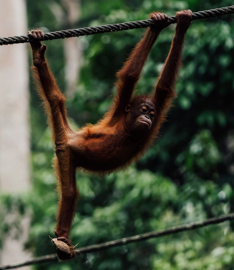 Orangutan bornejský