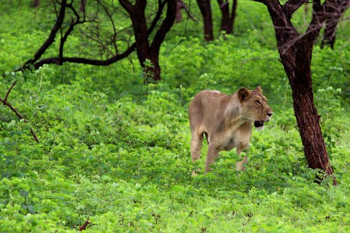 aslan, hayvan, orman içeren Ücretsiz stok fotoğraf