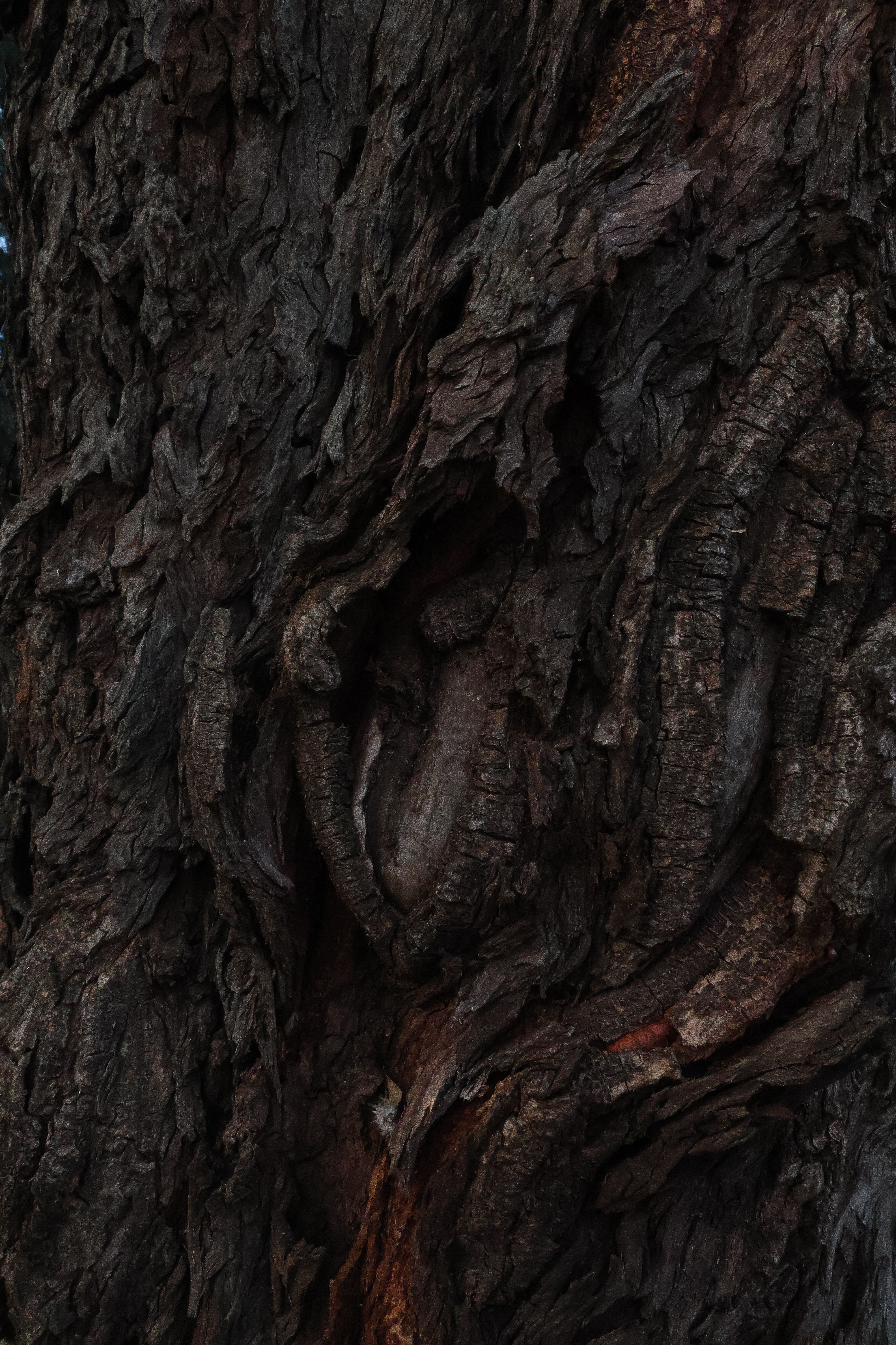 A close up of a tree trunk with a face · Free Stock Photo