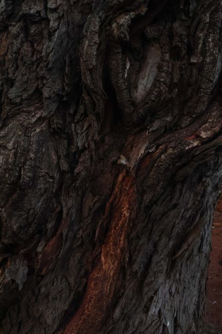 Fotomural Vista detallada de la corteza de un árbol áspero que muestra texturas y patrones naturales.