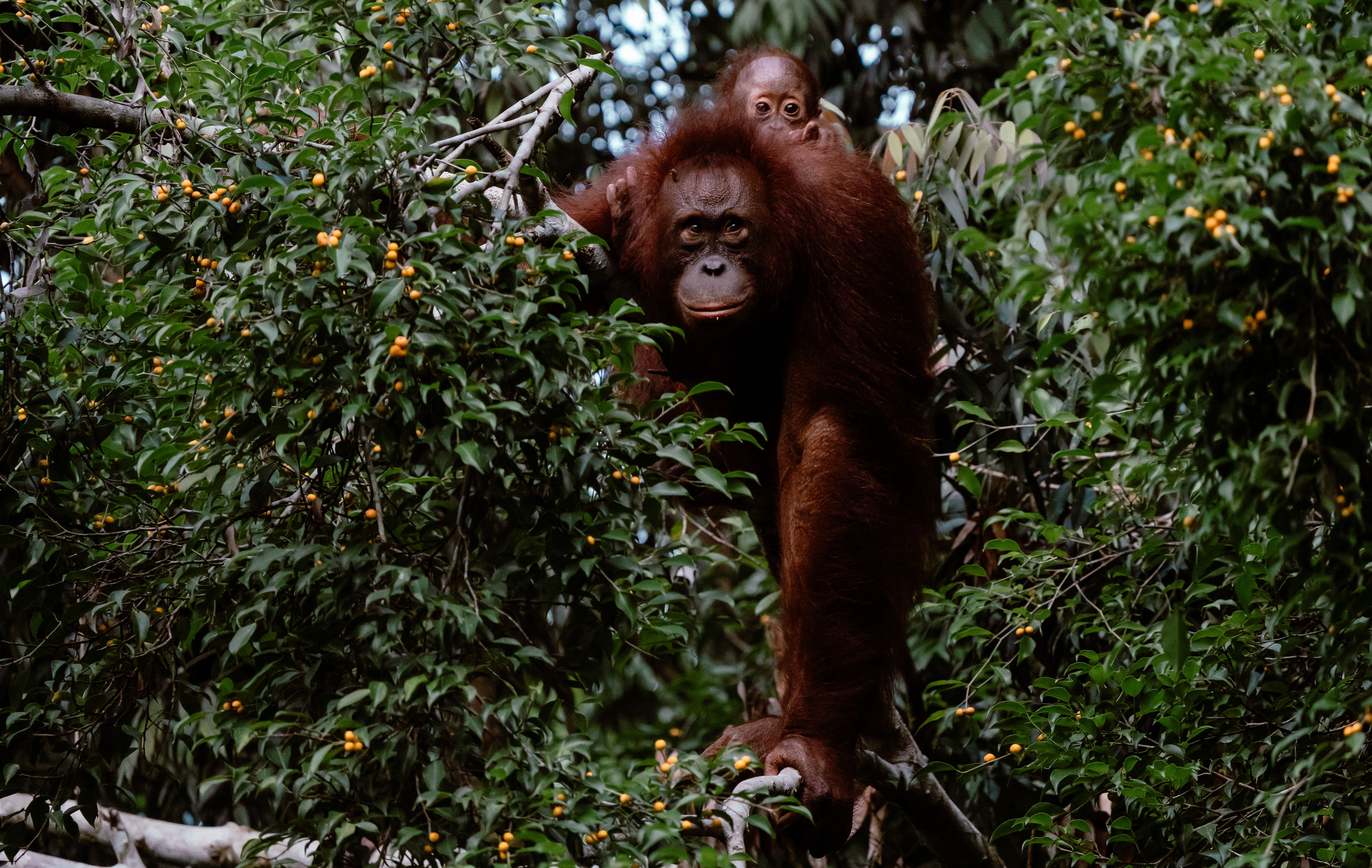 Mother orangutan with baby in dense rainforest, showcasing wildlife and nature's beauty.