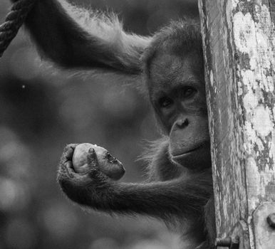 Sepilok orangutan rehabilitation centre — Borneo