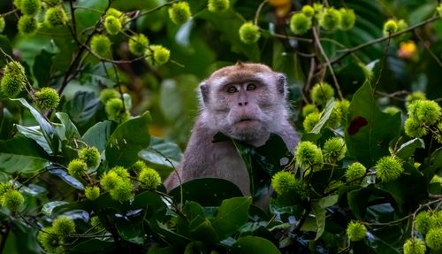 Free A monkey peeks through vibrant green leaves in a tropical forest setting, creating a captivating wildlife scene. Stock Photo
