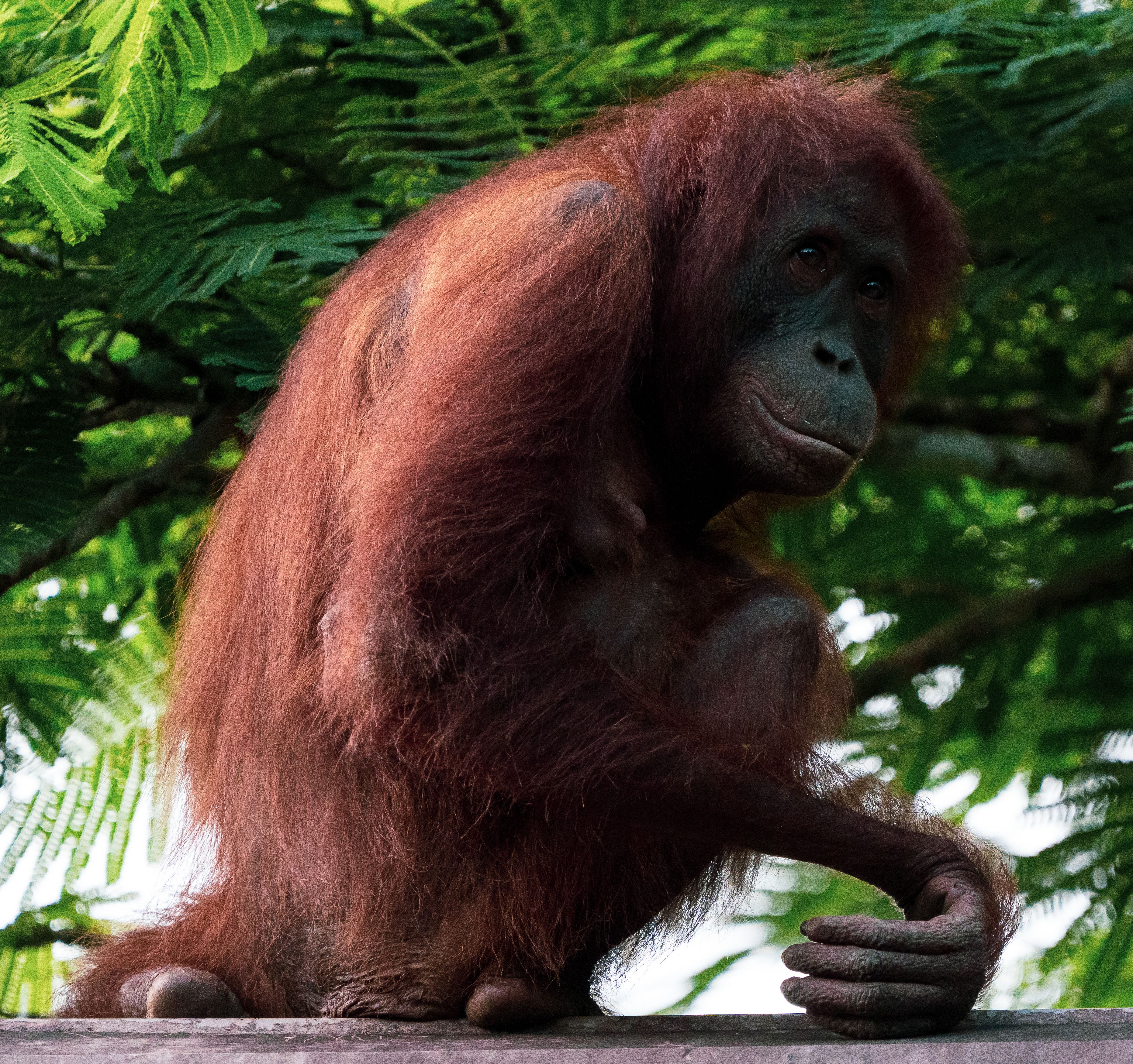 sepilok orangutan rehabilitation centre sabah borneo malaysia jungle wildlife feeding