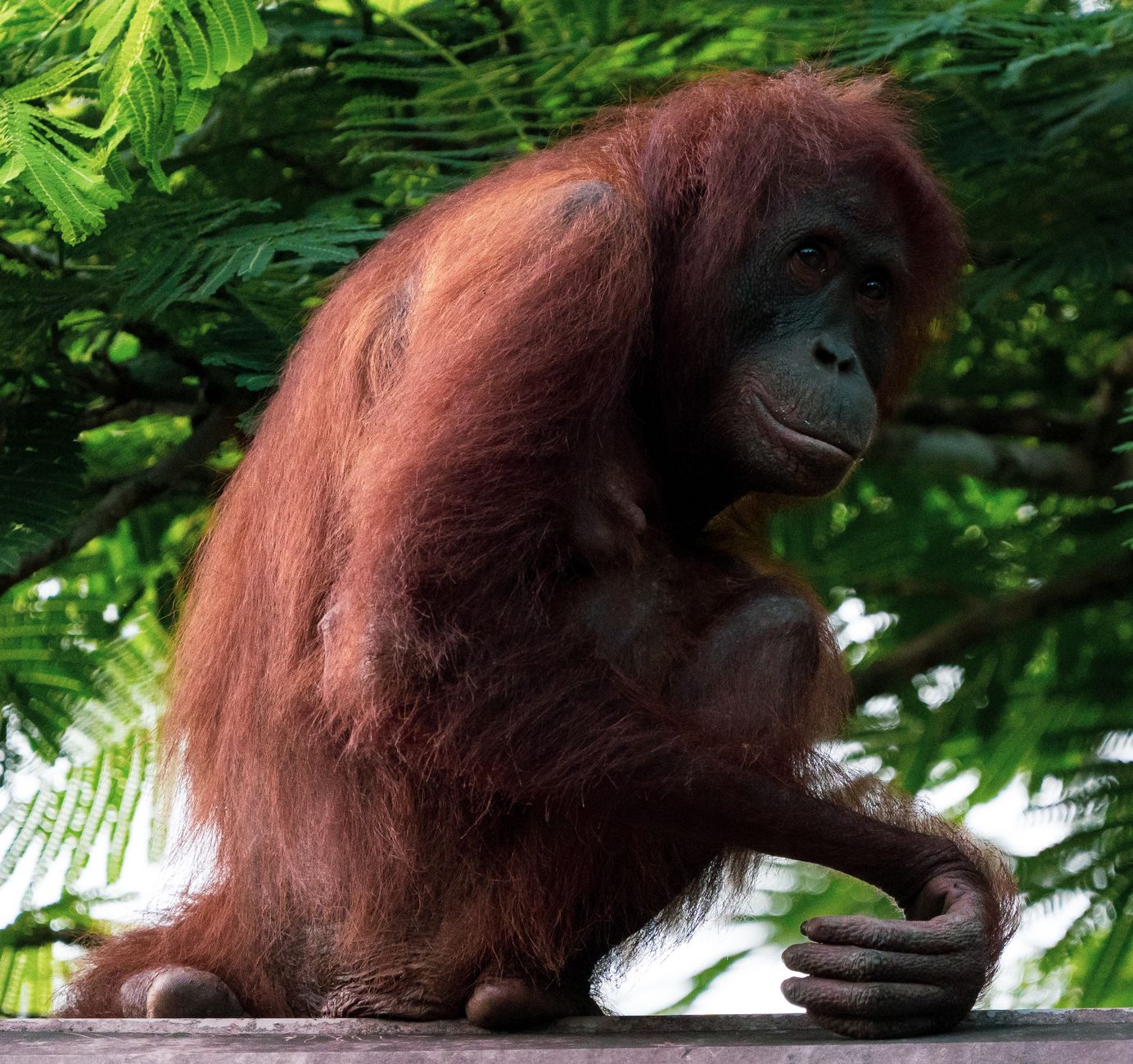 sepilok orangutan rehabilitation centre sabah borneo malaysia jungle wildlife feeding