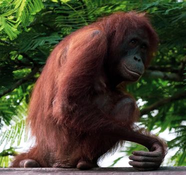 Sepilok orangutan rehabilitation centre — Borneo
