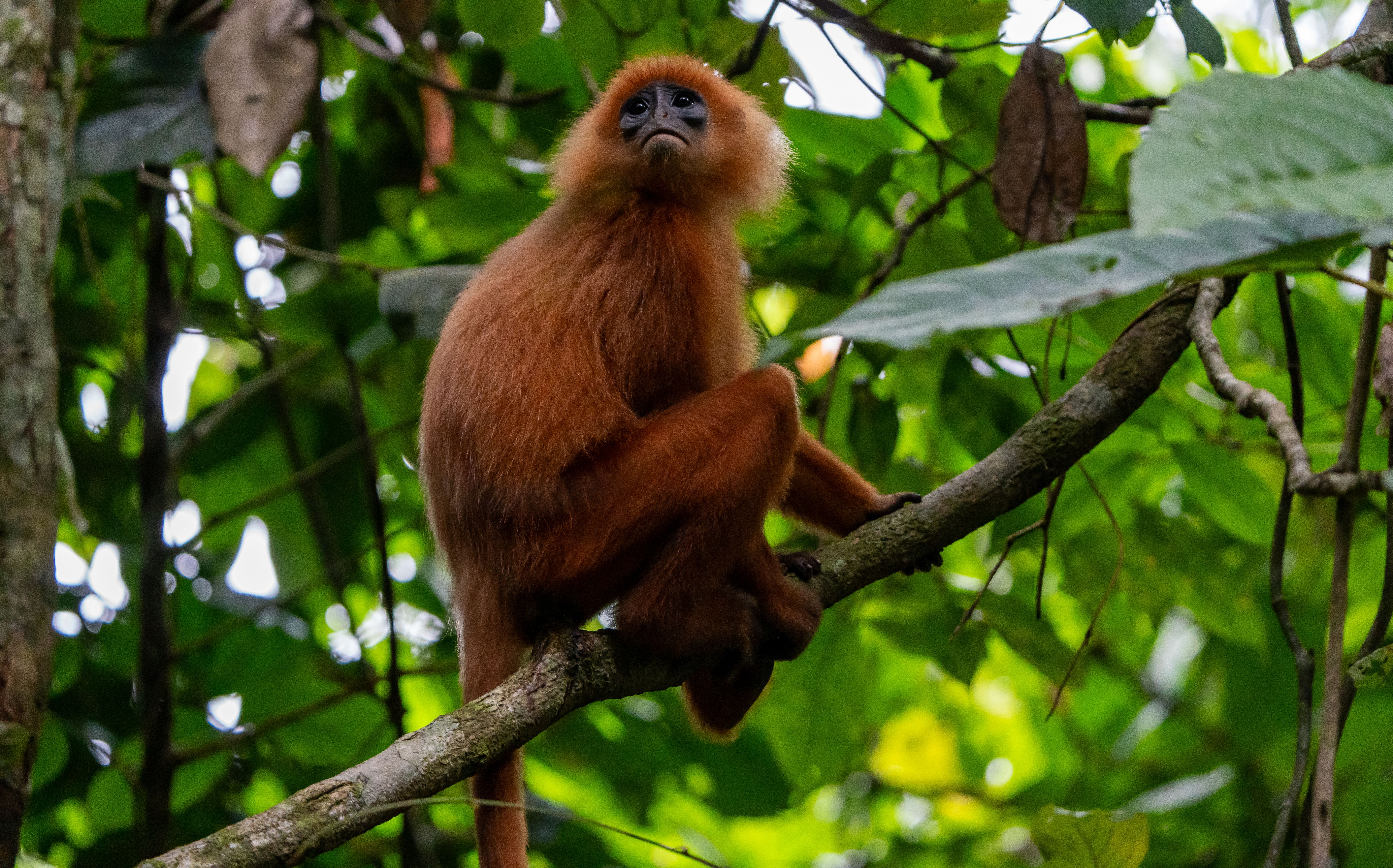 Close-up of a golden langur sitting on a branch in Sumatran rainforest, surrounded by lush foliage.